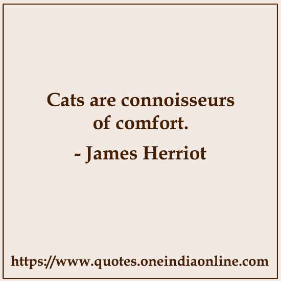 Cats are connoisseurs of comfort.

- James Herriot