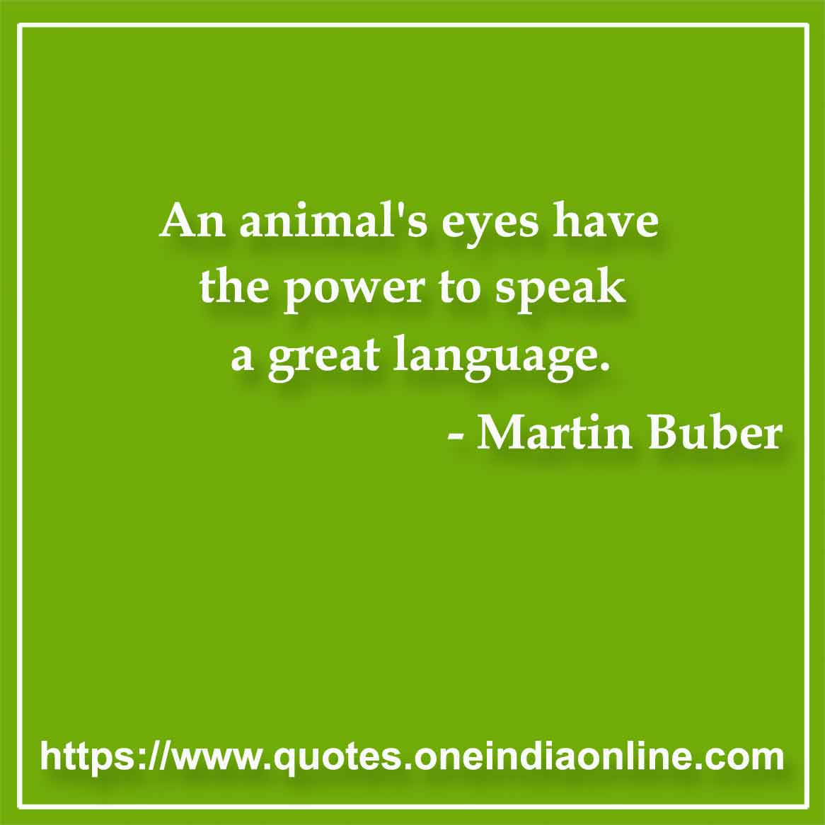 An animal's eyes have the power to speak a great language.